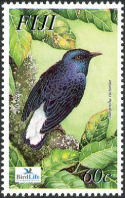 Taveuni Silktail (Lamprolia victoriae)