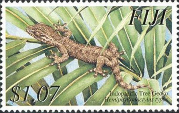 Indopacific Tree Gecko (Hemiphyllodactylus typus)