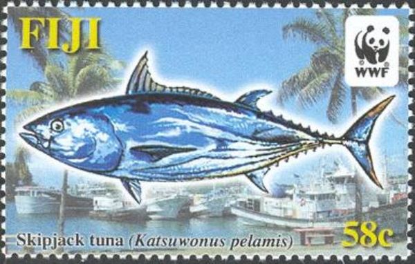 Skipjack Tuna (Katsuwonus pelamis)