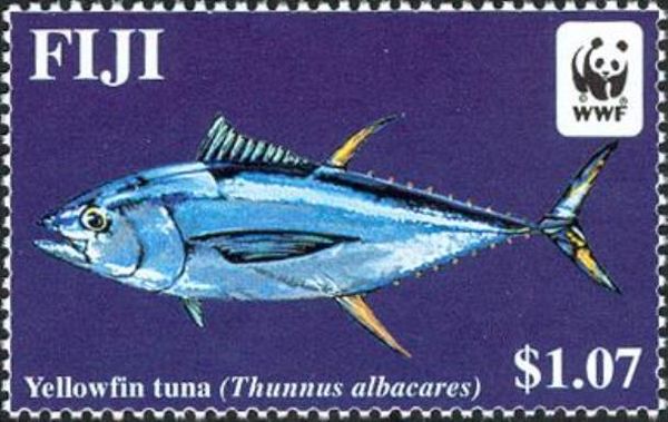 Yellowfin Tuna (Thunnus albacares)