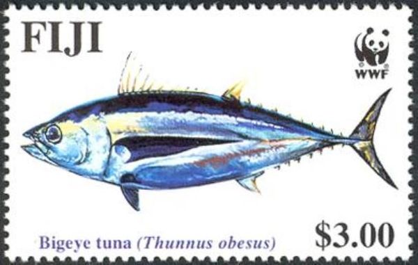 Bigeye Tuna (Thunnus obesus)