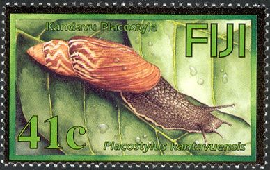 Flax shell (Placostylus kantavuensis)