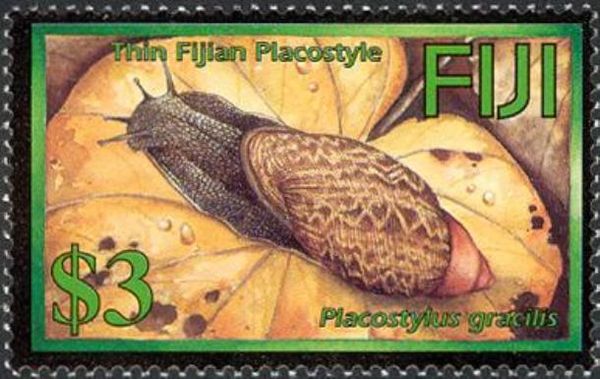 Thin Fijian Placostyle (Placostylus gracilis)