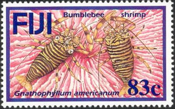 Striped Bumblebee Shrimp (Gnathophyllum americanum)