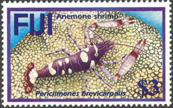 White-spotted Anemone Shrimp (Periclimenes brevicarpalis)
