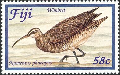 Eurasian Whimbrel (Numenius phaeopus)