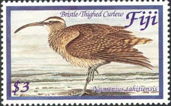 Bristle-thighed Curlew (Numenius tahitiensis)