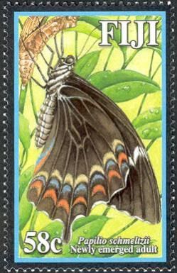 Fiji Swallowtail (Papilio schmeltzii)