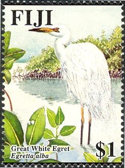 Great White Egret (Egretta alba)