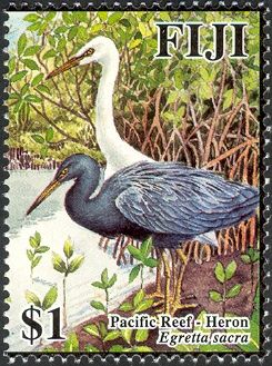 Pacific Reef-Heron (Egretta sacra)