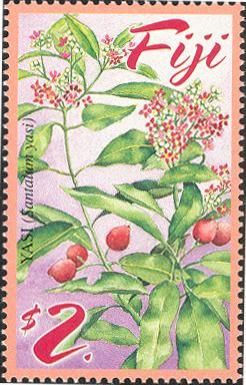 Yasi (Santalum yasi)