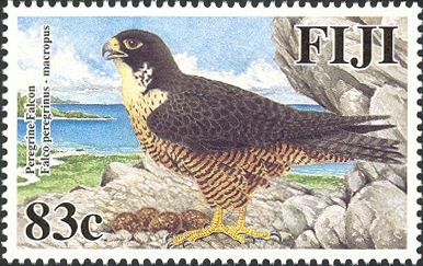 Peregrine Falcon (Falco peregrinus macropus)