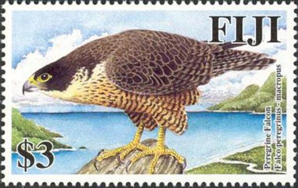 Peregrine Falcon (Falco peregrinus macropus)