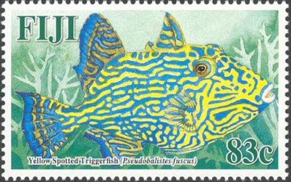 Yellow-spotted Triggerfish (Pseudobalistes fuscus)