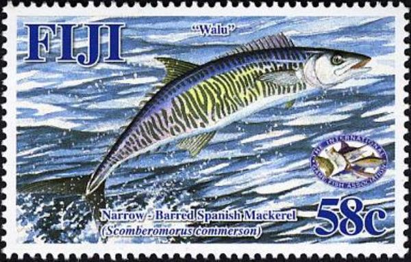 Narrow-barred Spanish Mackerel (Scomberomorus commerson)