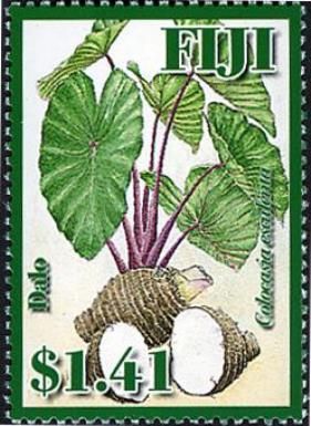Colocasia esculenta (taro)