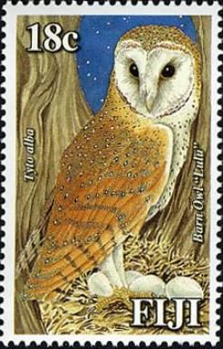 Barn Owl (Tyto alba "lulu")