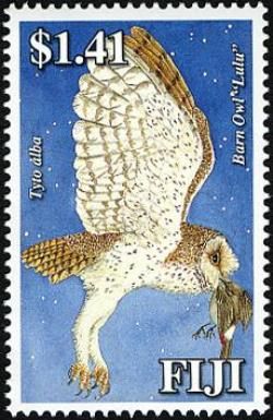 Barn Owl (Tyto alba "lulu")