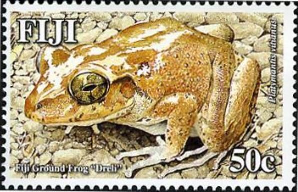 Fiji Ground Frog (Platymantis vitianus)