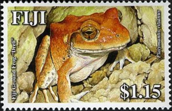 Fiji Ground Frog (Platymantis vitianus)
