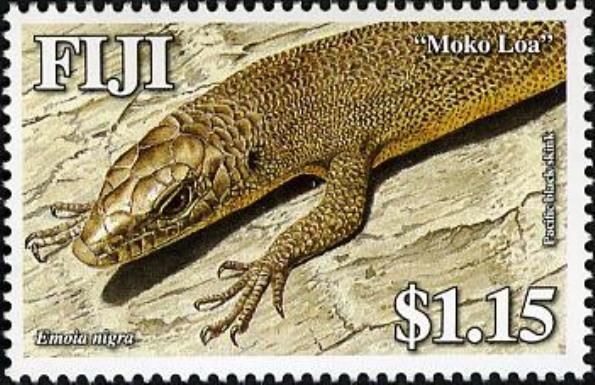 Pacific Black Skink (Emoia nigra)