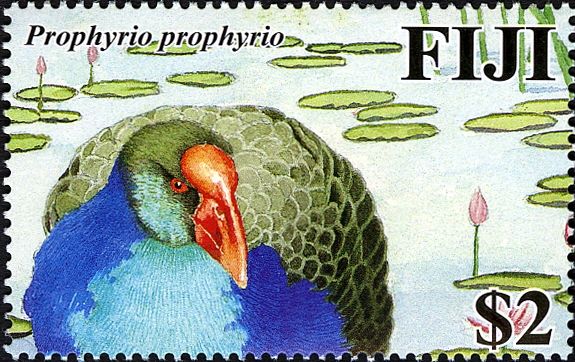 Purple Swamphen (Prophyrio prophyrio)