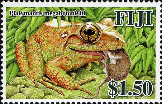 Giant Fiji Ground Frog (Platymantis megabotoniviti)