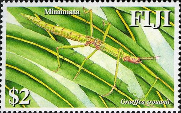 Mimimata - Coconut Stick Insect (Graeffea crouanii)