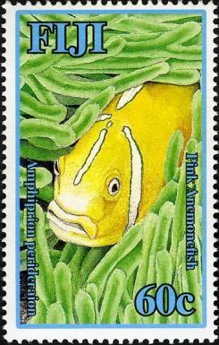 Pink Anemonefish (Amphiprion perideraion)