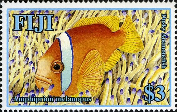 Dusky Anemonefish (Amphiprion melanopus)
