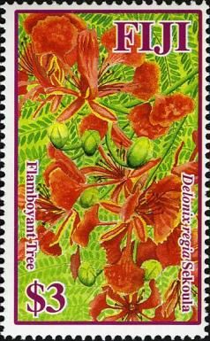 Flamboyant Tree (Delonix regia ssp. Sekoula)