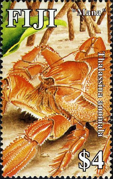 Mana - Mangrove Mud Lobster (Thalassina anomala)
