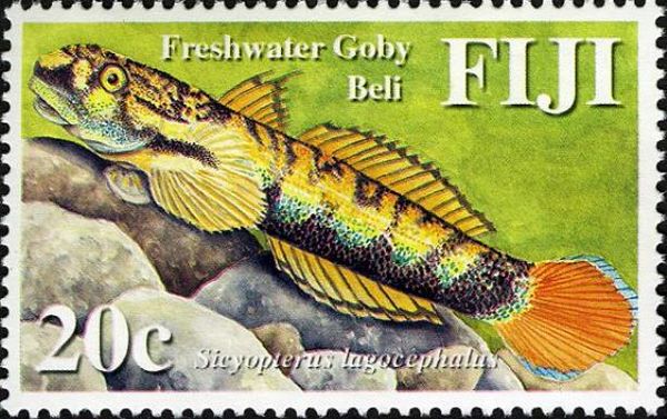 Beli - Freshwater Goby (Sicyopterus lagocephalus)