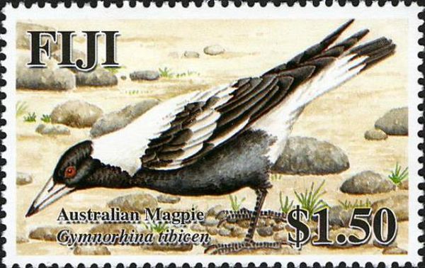 Australian Magpie (Gymnorhina tibicen)