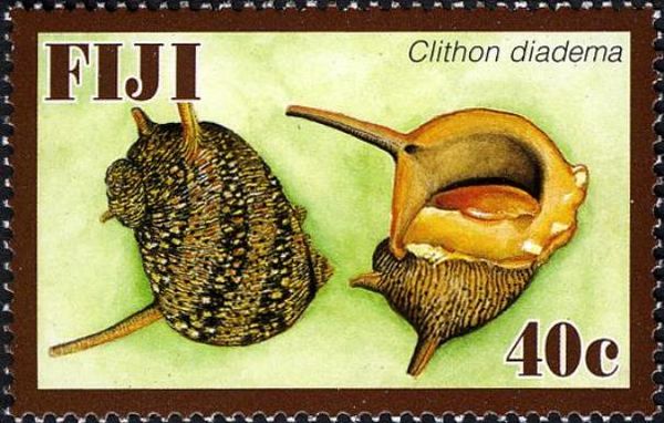 Porcupine Snail (Clithon diadema)