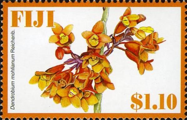 Dendrobium mohlianum