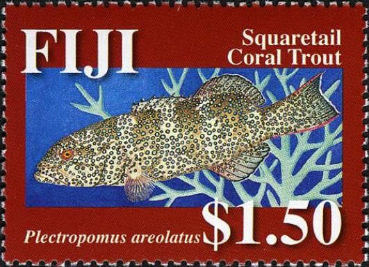 Squaretail Coral Trout (Plectropomus areolatus)