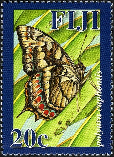Fijian Emperor (Polyura caphontis)