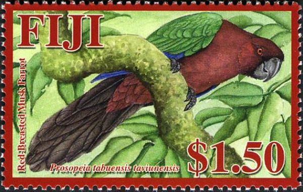 Red-breasted Musk Parrot (Prosopeia tabuensis taviunensis)