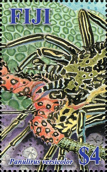 Blue Spiny Lobster (Panulirus versicolor)