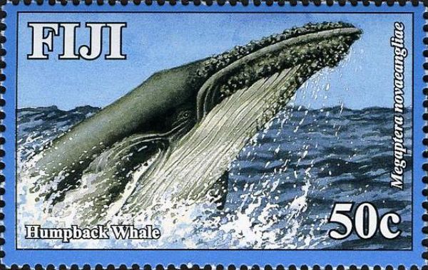 Humpback Whale (Megaptera novaeangliae)