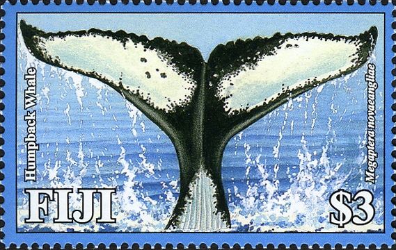 Humpback Whale (Megaptera novaeangliae)
