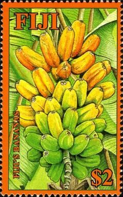 Fiji's Bananas