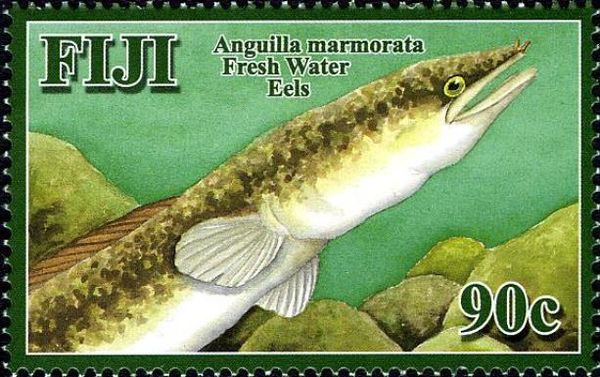 Fresh Water Eel (Anguilla marmorata)