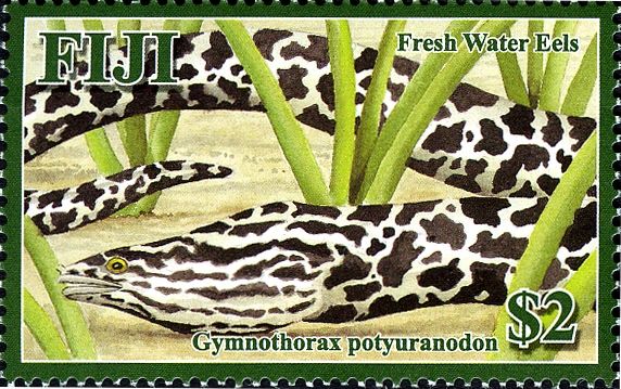 Fresh Water Eel (Gymnothorax polyuranodon)