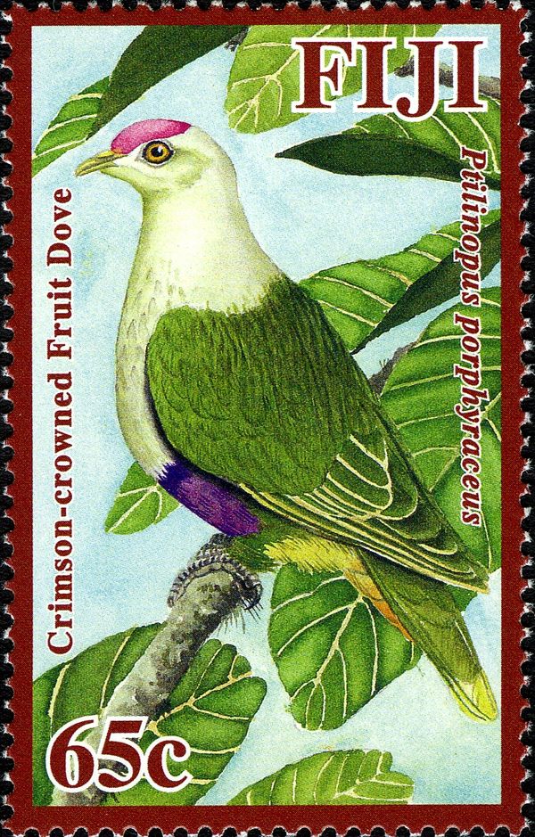 Crimson-crowned Fruit Dove (Ptilinopus porphyraceus)