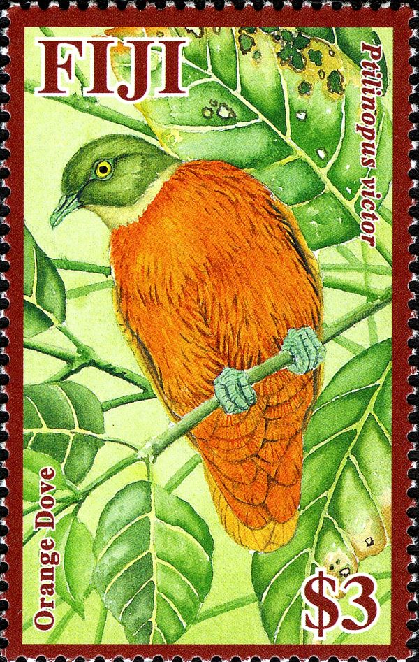 Orange Dove (Ptilinopus victor)