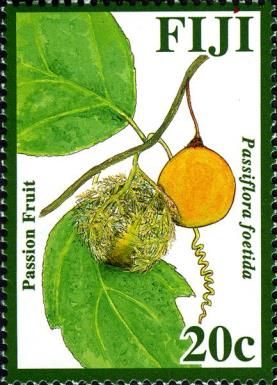 Passion Fruit (Passiflora foetida)