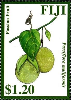 Passion Fruit (Passiflora maliformis)