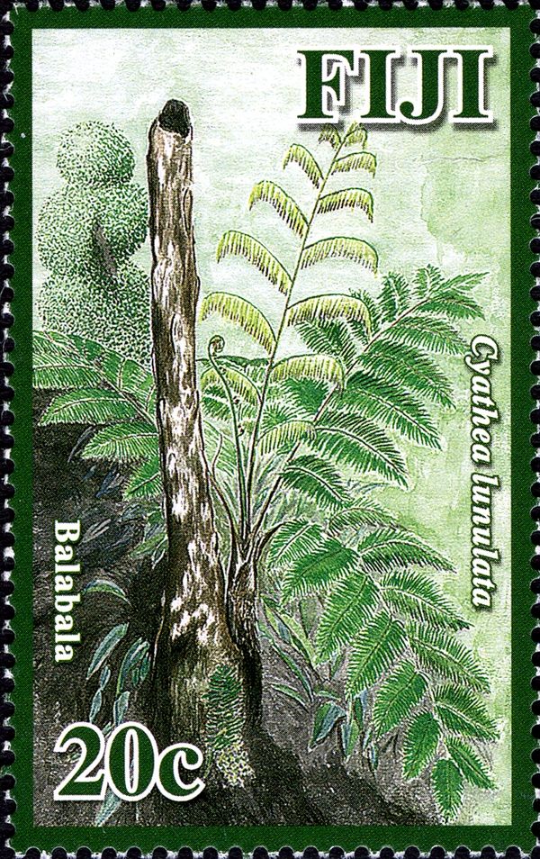 Balabala (Cyathea lunulata)